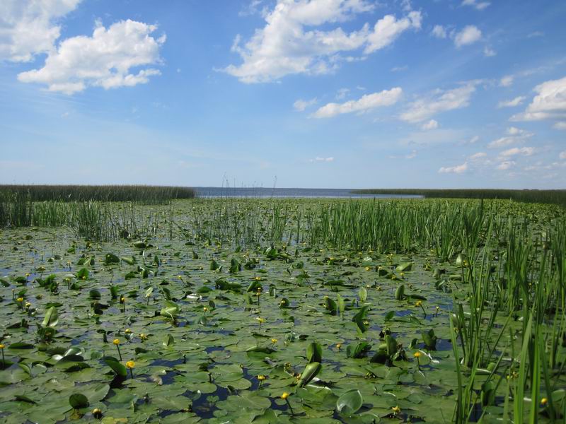 Куршский залив