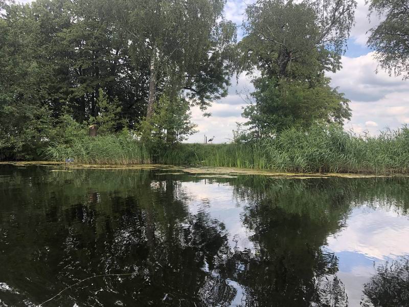 Водная группа сфоткала аиста на берегу Немонинского канала
