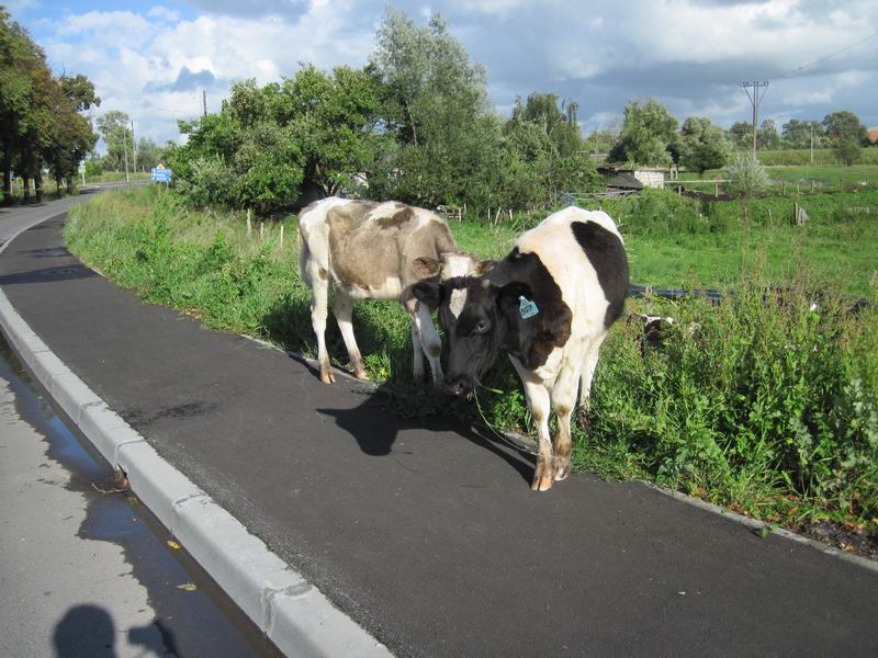 Местные коровы