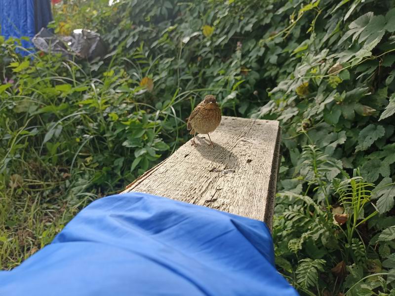 Местный птиц по кличке 'мышь'