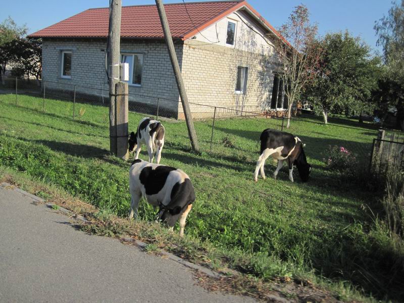 Коровы в Мальцево