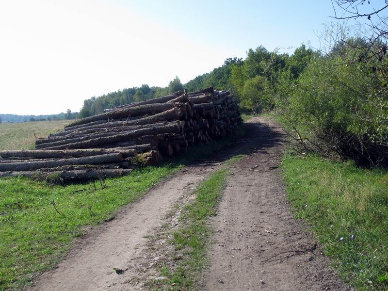 Лесозаготовки.