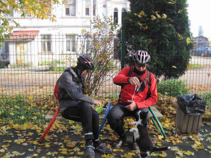 Кошка показывает разные трюки ради получения колбасы