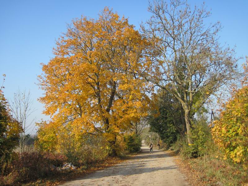 Осенняя дорога