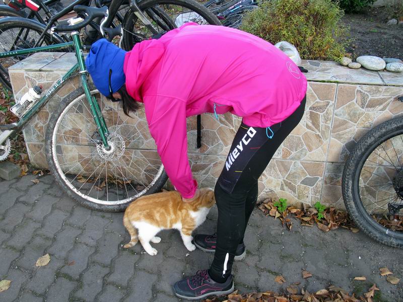 Кототерапия.