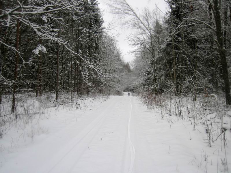 Зимний лес
