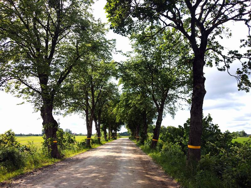 Красивая дорога на Громово