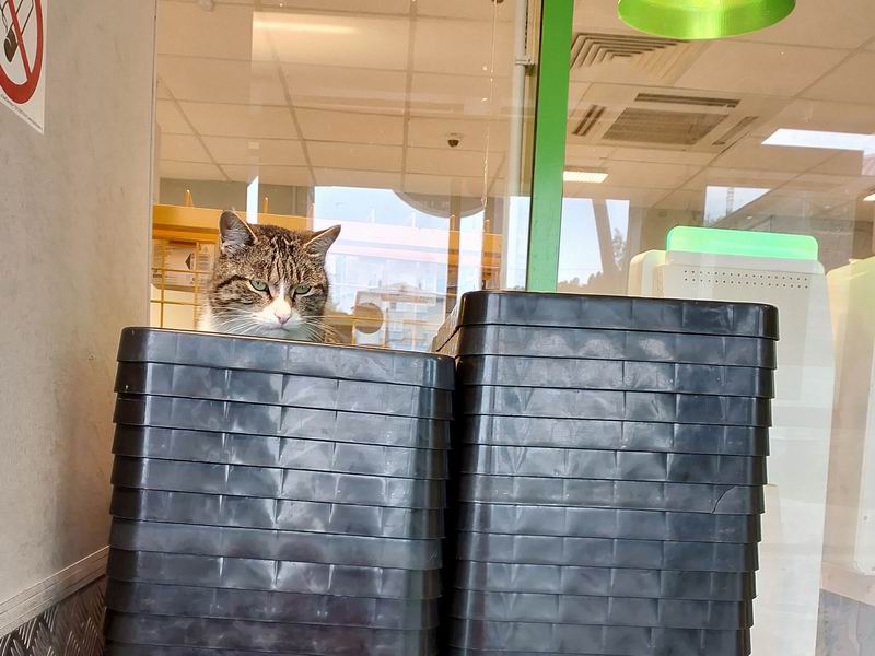 Кот в корзинке в магазине