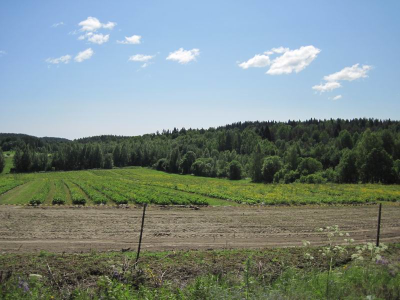 Огород
