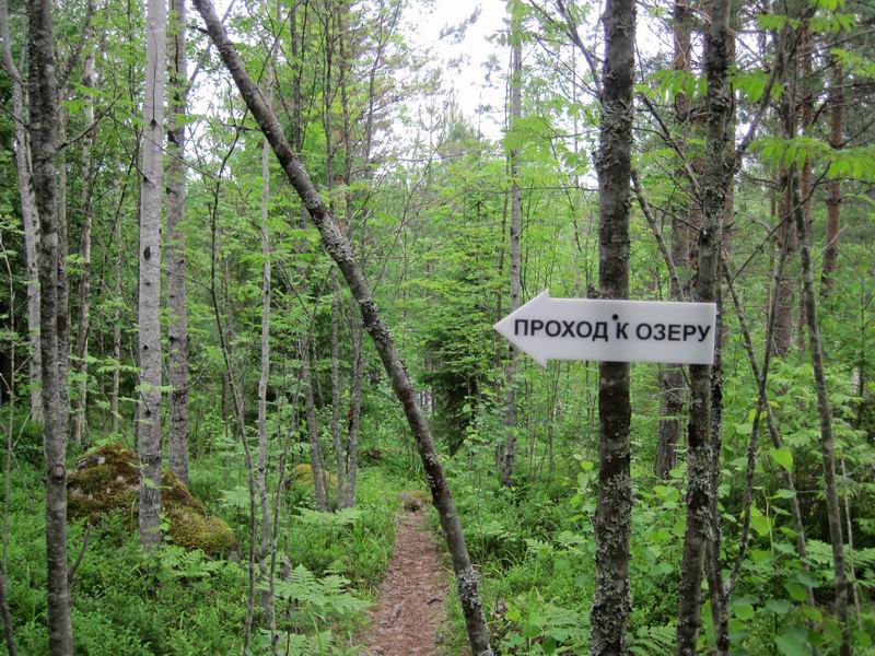 Указатель в лесу