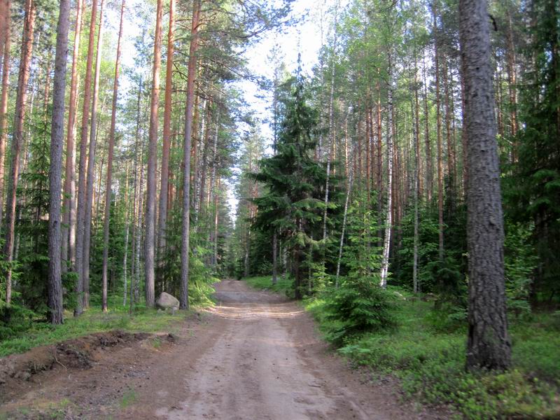 Такая вот кайфовая дорога