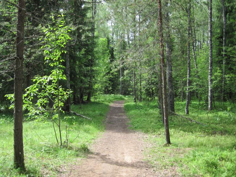 По лесной тропинке