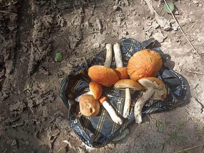 Нашли грибы на грибной суп