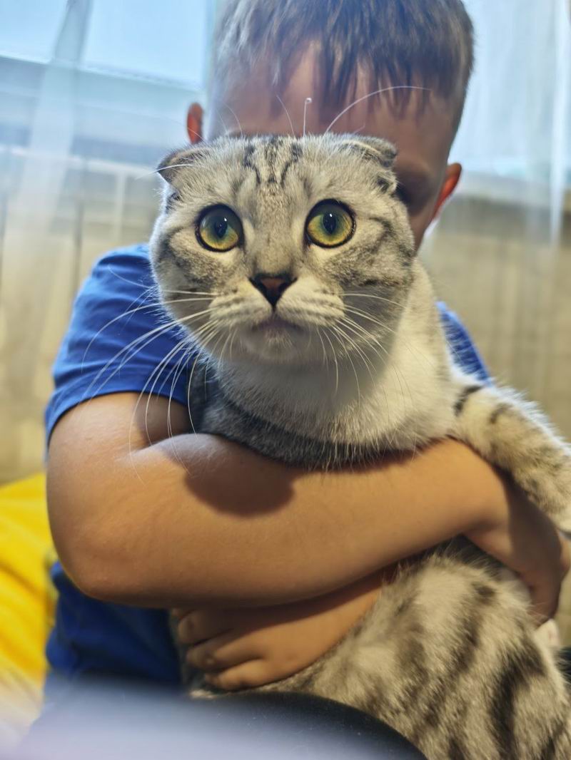 Домашний кот со странными ушами