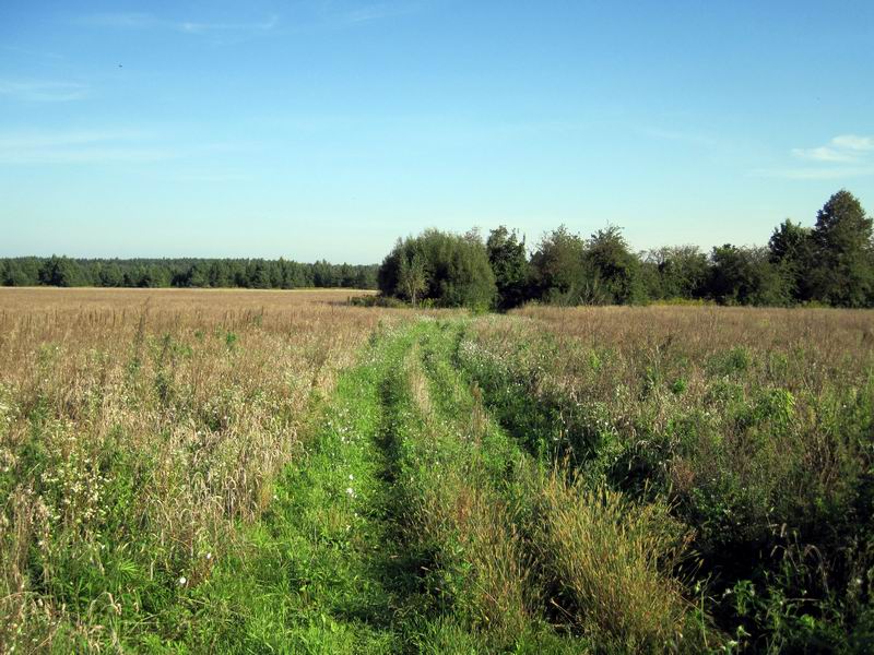 Грунтовка свернула в поле
