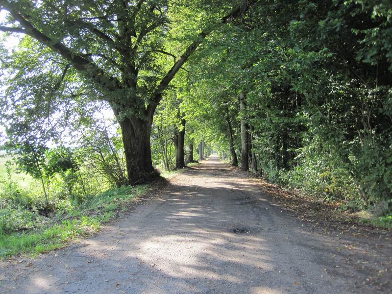 Красивая аллея