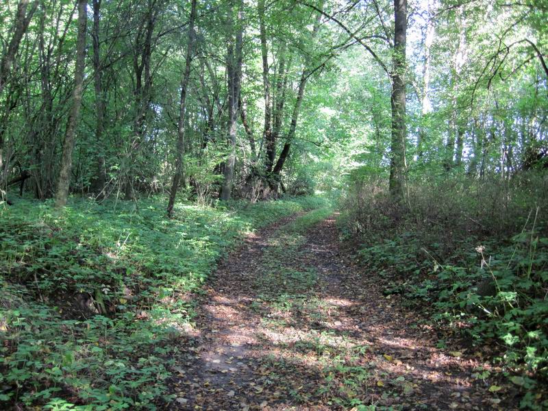 Лесной участок