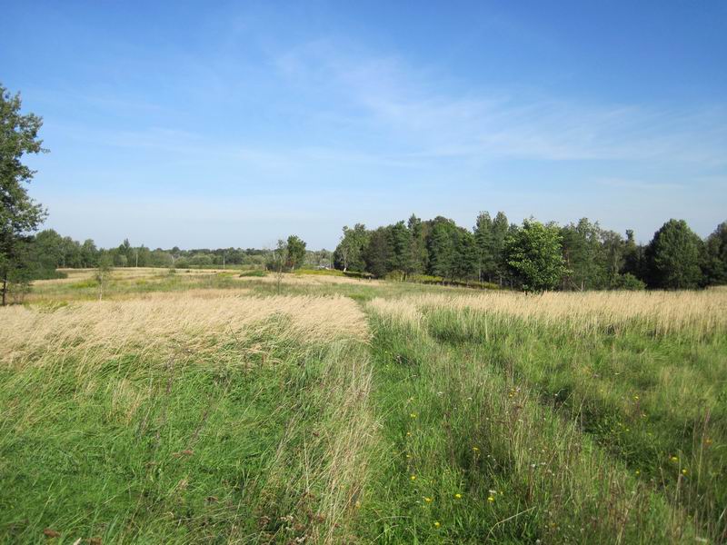 Полевой участок