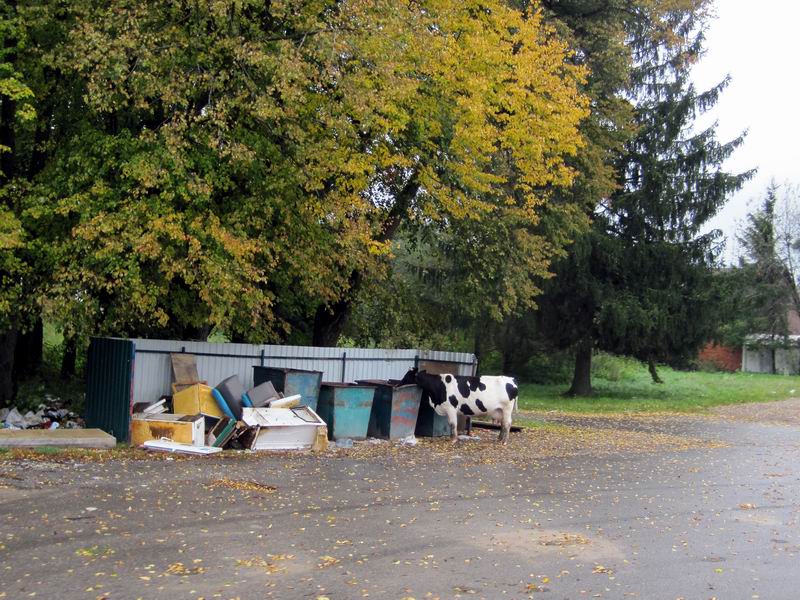 Корова пасётся в мусорке