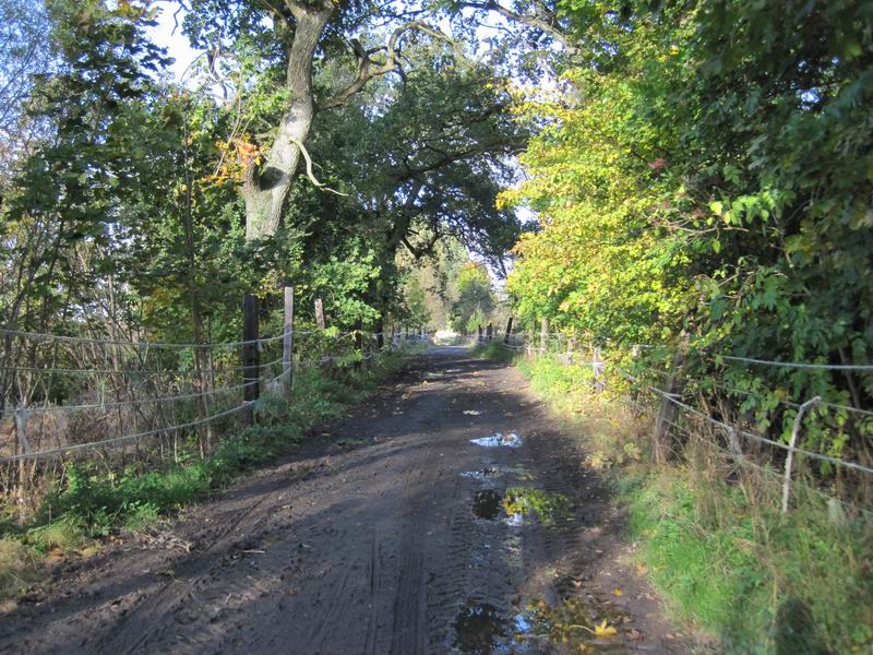 Едем по грунтовке после конезавода