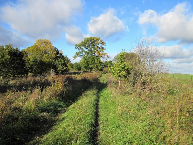 Травяное покрытие