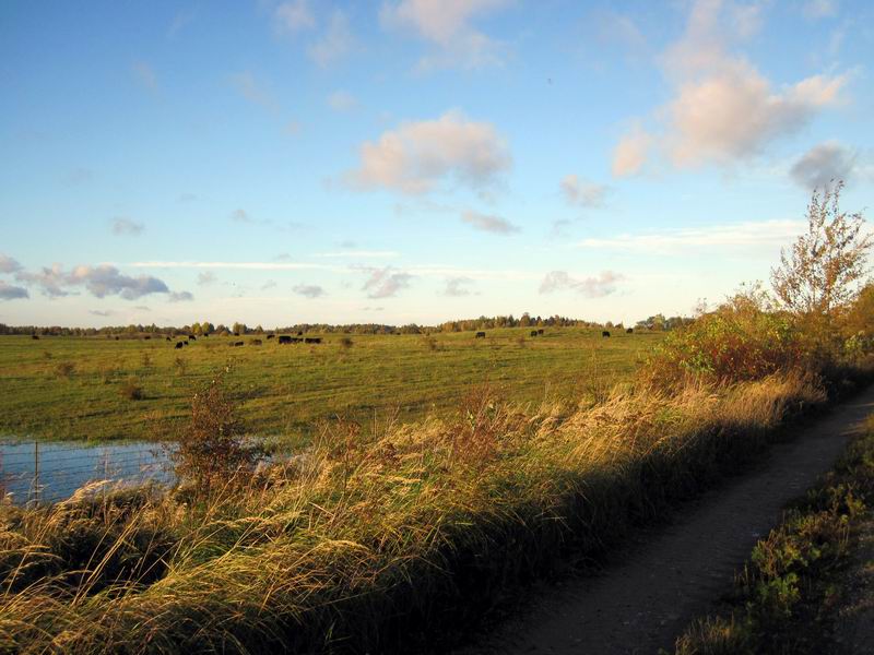 Поле с коровами