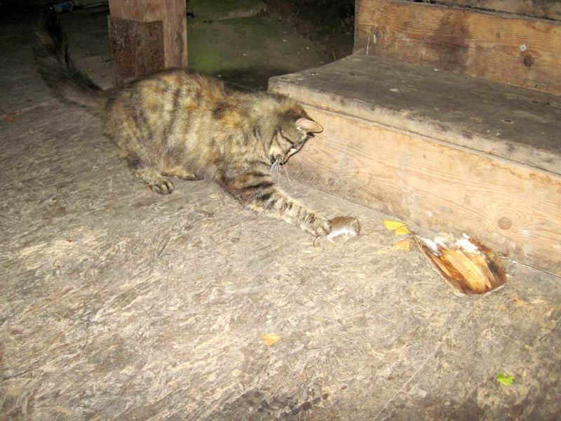 Кошка поймала мышь