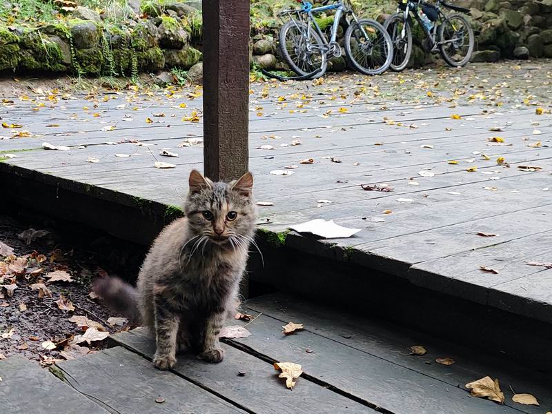 Местная кошка