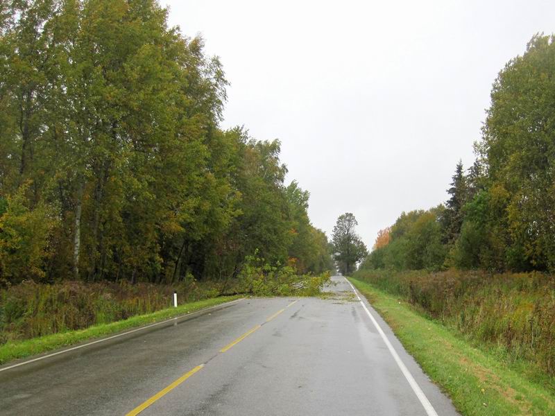 Дерево упало на дорогу