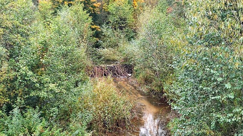 Бобры построили плотину на реке