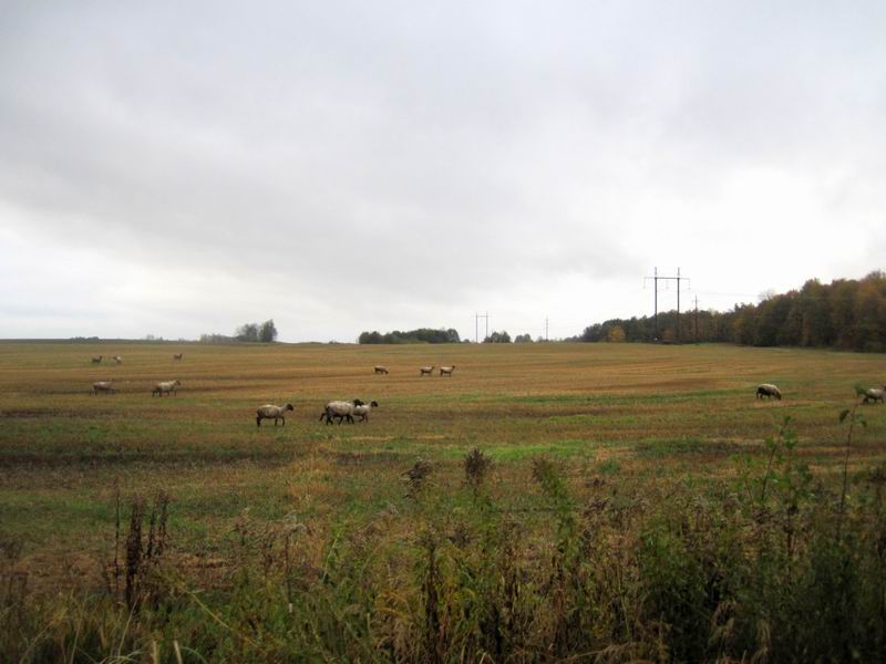 Овцы пасутся на выезде из леса