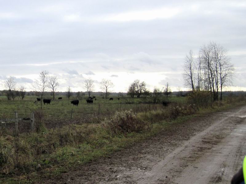 Коровы пасутся