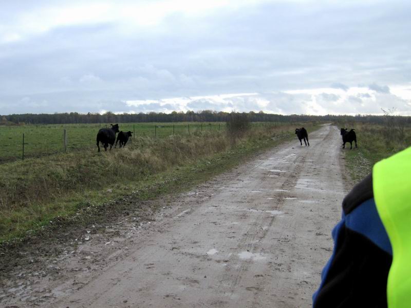 Четыре коровы убегают от нас
