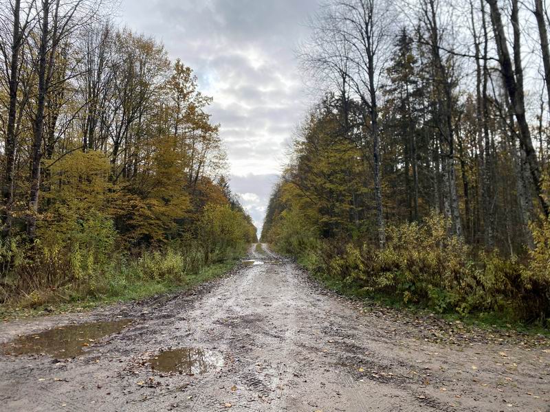 Перекрёсток лесных дорог