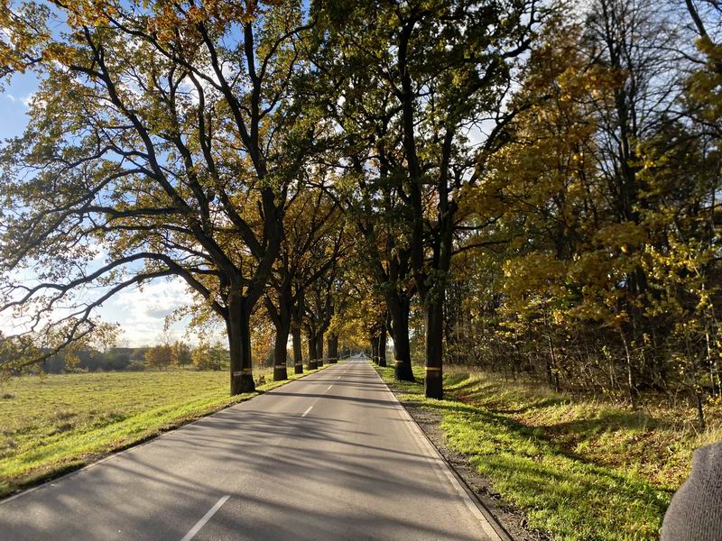 Туннель под кронами деревьев