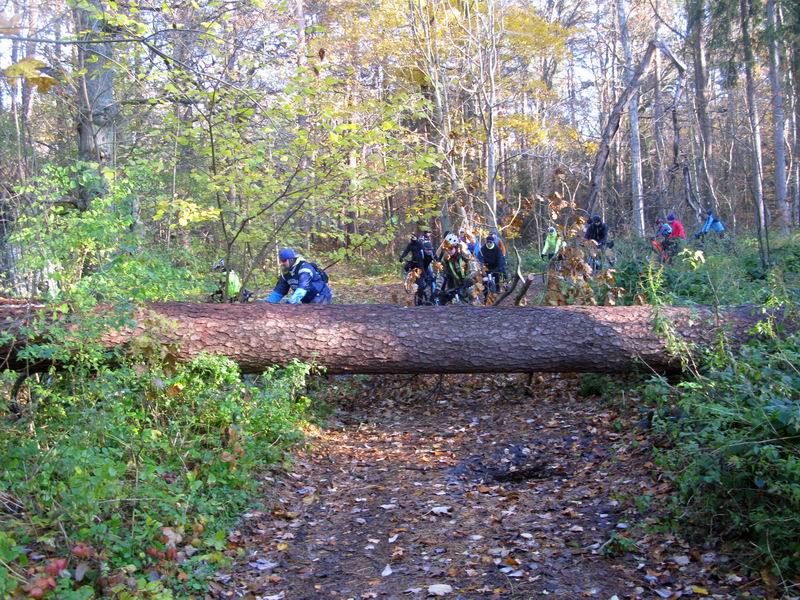 Едем через лес.