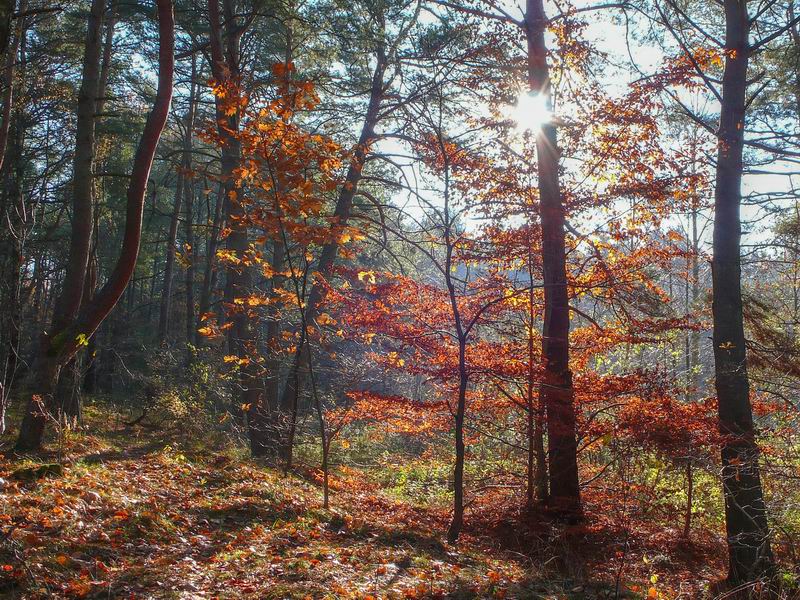 Осенние краски в Сосновом бору.