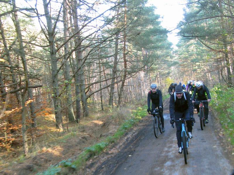 Сосновый лес перед Приморским.