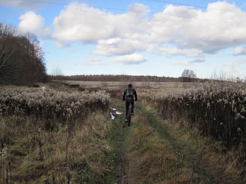 Едем по направлению к Светлогорскому лесу