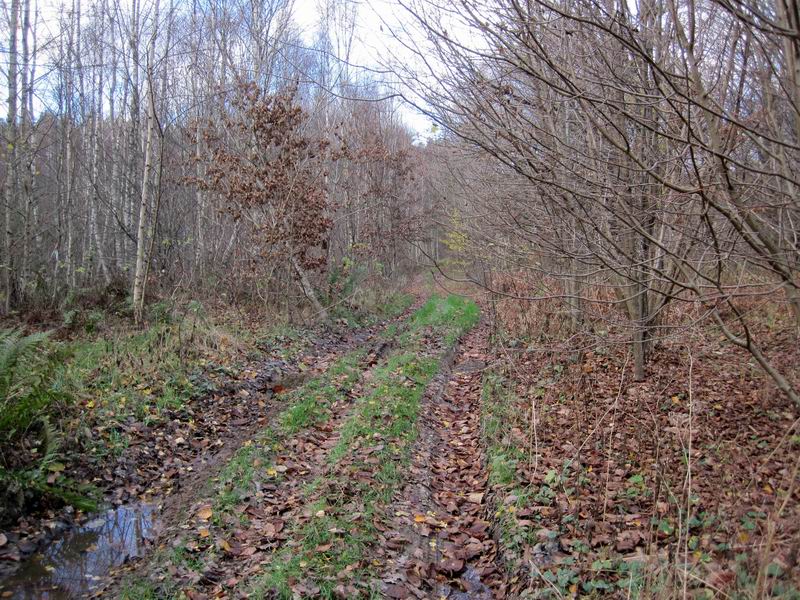 Въезд в Светлогорский лес