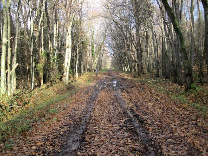 Гуаномес под листьями