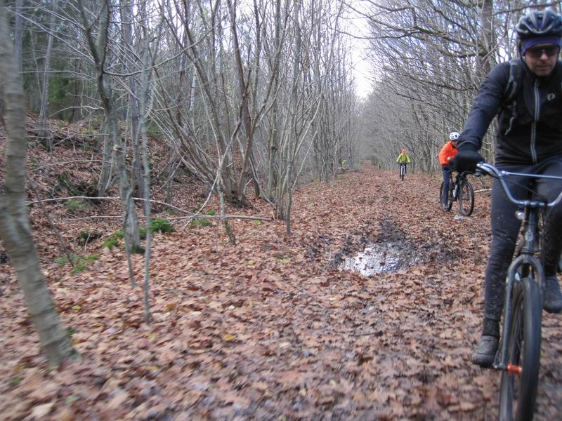Продолжаем движение по Светлогорскому лесу