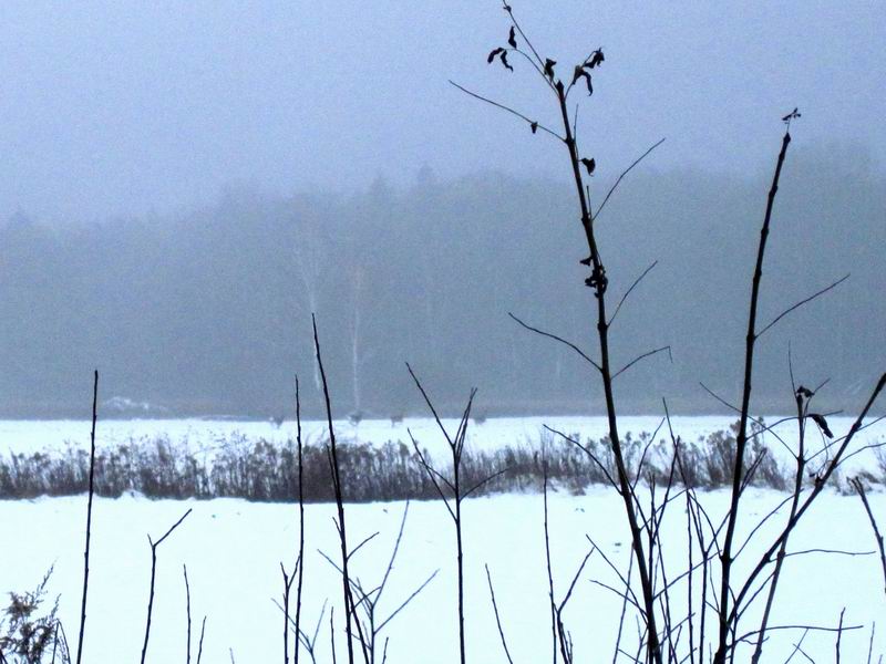 Косули бегут по полю