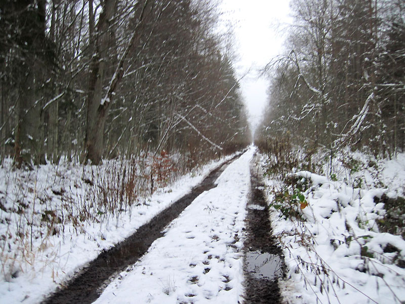 Через лес Семёновский оказалась накатанная дорога