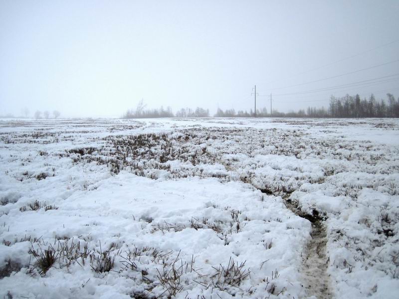 Вышли в поле за лесом. Движемся по звериной тропе
