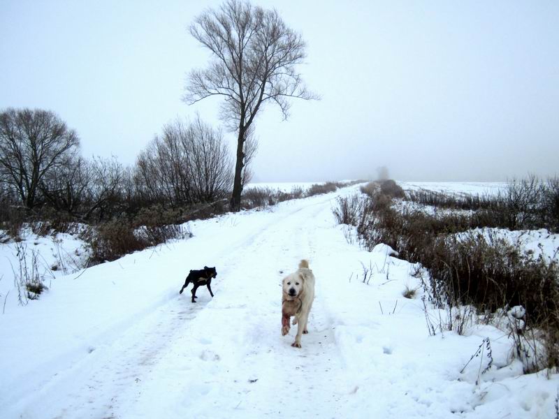 Нас облаивают собаки