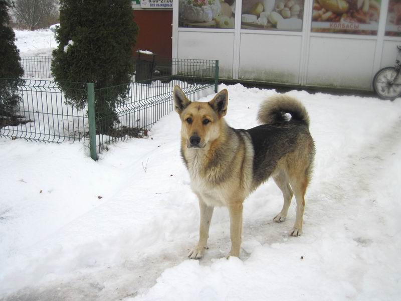 Местная собака