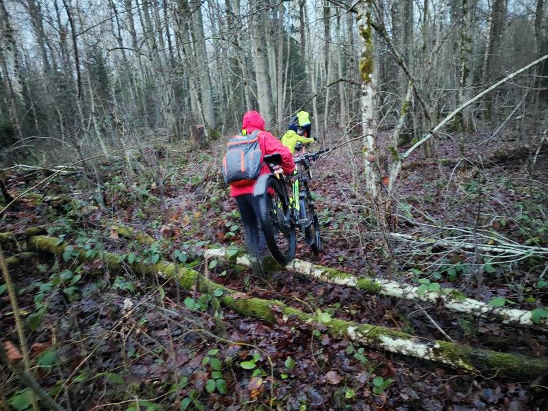 Движемся по лесу на север