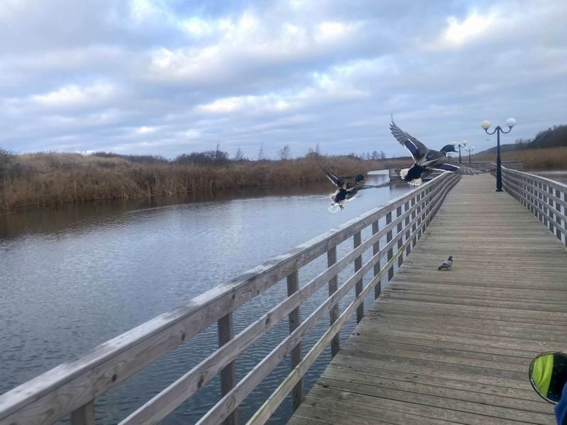 Летят утки...