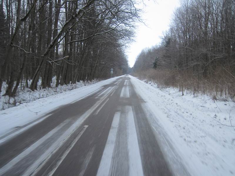 Дорога через Гурьевский лес